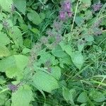 Stachys sylvaticaFlower