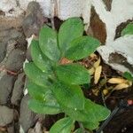 Zamioculcas zamiifolia Fuelha