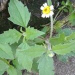 Tridax procumbens Levél