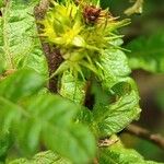 Comptonia peregrina Fruit