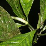 Psychotria panamensis Ліст