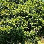 Dimocarpus longan عادت داشتن