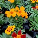 Tagetes patula Агульны выгляд