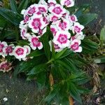 Dianthus barbatusKwiat