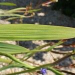 Aristea ecklonii Leaf