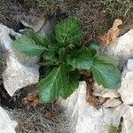 Pastinaca lucida Hoja