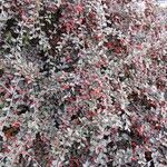 Cotoneaster franchetii Habitus