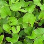 Centella asiatica Folha