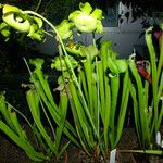 Sarracenia purpurea Elinympäristö