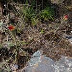 Werneria villosa Habit
