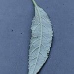 Vernonia noveboracensis Leaf