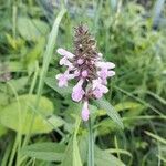 Stachys palustris 花