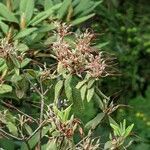 Rhododendron oreotrephes Outro