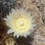 Eulychnia breviflora Flower