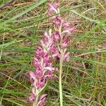 Anacamptis coriophora Květ