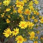 Senecio gallicus 花