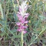 Anacamptis coriophora Květ