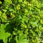 Alchemilla glabra Pokrój