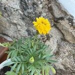 Tagetes erectaKwiat