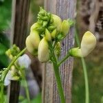 Phaseolus vulgaris Blüte