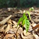 Baphia pubescens Φύλλο