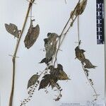 Rhynchoglossum obliquum Other