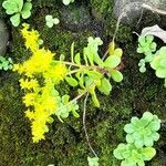 Sedum formosanum Hábito