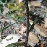 Epipactis microphylla Yaprak