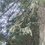 Sequoia sempervirens Leaf