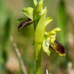 Ophrys exaltata Інше