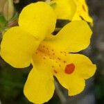 Erythranthe guttata Flower