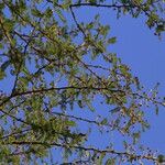 Vachellia abyssinica Хабит