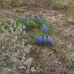 Lupinus nootkatensis Цвят