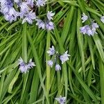 Hyacinthoides non-scripta花