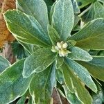 Pachysandra terminalis Flower