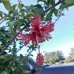 Hibiscus schizopetalus List