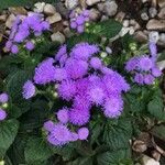 Ageratum houstonianum Flor