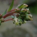 Sinocrassula indica Yeri