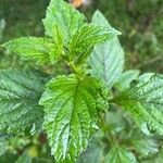 Verbena urticifolia Лист