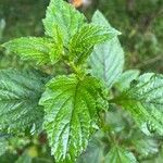 Verbena urticifolia Levél