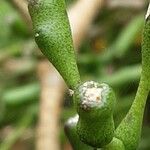 Hatiora salicornioides Φρούτο