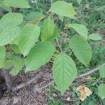 Prunus brigantina Leaf