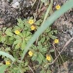 Biophytum sensitivum Flower