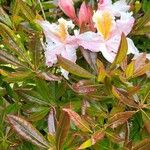 Rhododendron occidentaleFolha