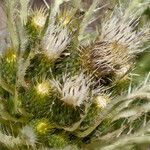 Cirsium foliosum Flower