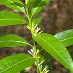 Cestrum glanduliferum Blad