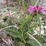 Pedicularis rostratocapitata Leaf