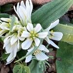 Allium chamaemoly Květ