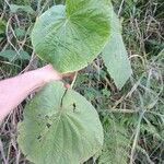 Piper umbellatum Leaf