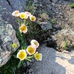 Ranunculus glacialis花